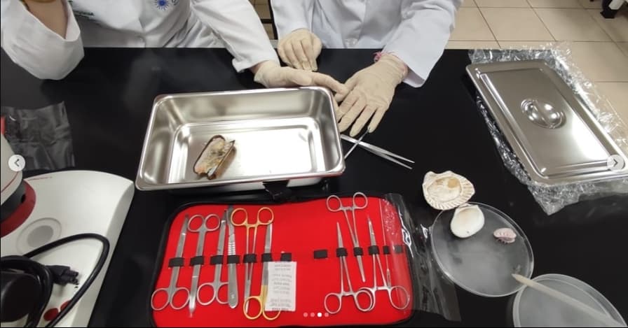 Práctica de disección en el laboratorio de biología